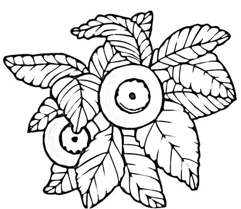 Blueberry  Coloring Page